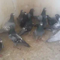 کفتر پرشی|پرنده|شیراز, گویم|دیوار