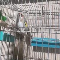 فروش جوجه سهره تازه تخت|پرنده|سقز, |دیوار