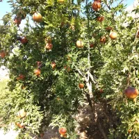 اجاره باغ انار