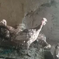 تعدادی بوقلمون بالغ نر و ماده یک ساله