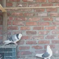 کبوتر کفتر فروشی