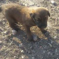 توله سگ سرابی