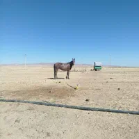 مادیان 4سال