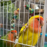 پرنده طوطی برزیلی