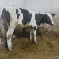 سلام یک رس گوساله ماده بلجیکی