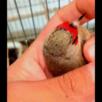 سهره کرمانی|پرنده|مشهد, طبرسی شمالی|دیوار