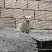 پاکوتاه نژاد پامر