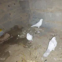 کبوتر