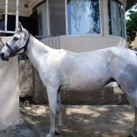 مادیون