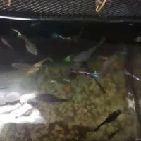 تعداد 30تا گوپی سنگاپوری مولدوشکم پر|ماهی|بروجرد, |دیوار