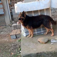 سگ ژرمن شپرد نر ۱۱ماهه|سگ|لوندویل, |دیوار