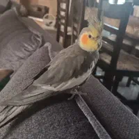 عروس هلندی رام و اهلی و خانگی