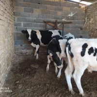 5راس گوساله نر صنعتی|حیوانات مزرعه|مرودشت, ثبت احوال|دیوار