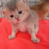 فروش بچه گربه بریتیش اصیل آماده رزرو