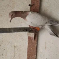 هفرنگ|پرنده|قزوین, |دیوار