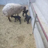 تعداد نه راس میش همو هترو چند قلوزا