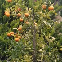 اجاره ویلای دوبلکس مبله در سیاهرود|اجارهٔ خانه و ویلا|رویان, |دیوار