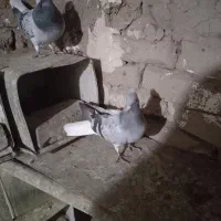 نر و ماده بدرنگ دم سفید کلایی|پرنده|ماهان, |دیوار