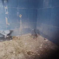 پلاکی گرفتنی|پرنده|اندیمشک, |دیوار