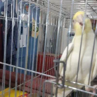 عروس هلندی|پرنده|ری, جوانمرد قصاب|دیوار