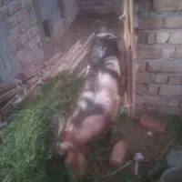 15000000|حیوانات مزرعه|دامن, |دیوار