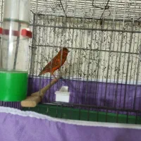 قناری سوخته ترکی