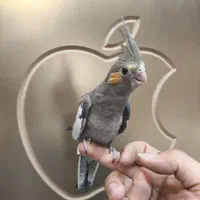 عروس هلندی|پرنده|نسیم‌شهر, |دیوار