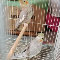 عروس هلندی ۴ماه