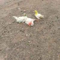 سه عدد جوجه رنگی دونه ۱۵۰