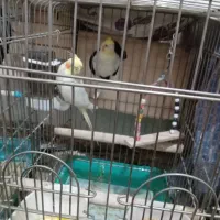 تعدادی عروس هلندی