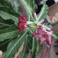 بنسای آدنیوم ۱۲ ساله