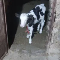 گاو گوساله