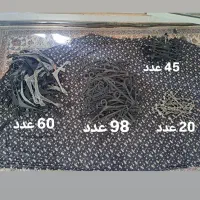 رگال تیله ای، چوبکار، مانکن