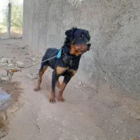 سگ شکاری|سگ|ضیاء آباد, |دیوار