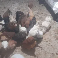 مرغ محلی ووارک