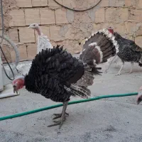 بوقلمون نروماده