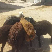 برهنر سالم سلامت تضمینی|حیوانات مزرعه|قزوین, |دیوار