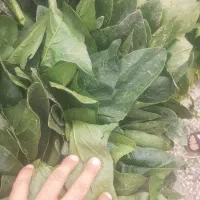 ذرت وجوعلوفه ای برای دام