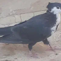 فروش کبوتر
