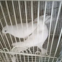 معاوضه|پرنده|جیرفت, |دیوار