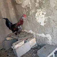 خروس گیلن اصل ابپخش
