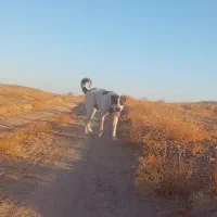 واگذاری حیون نر وماده