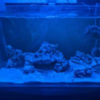 آکواریوم آب شور با وسایل|ماهی|پاکدشت, پاکدشت (مامازند)|دیوار