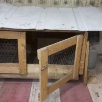 لانه مرغ