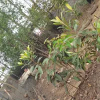 ۳۰۰متر زمین ۶۸متر بنا قیمت ۳ملیارد|فروش خانه و ویلا|نشتارود, |دیوار