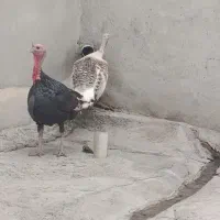 بوقلمون نر و ماده