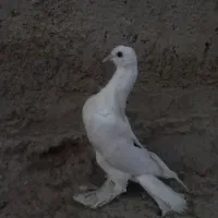 کبوتر لوتی|پرنده|اهر, |دیوار