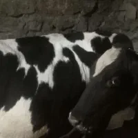 گاو فول گوشت