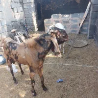 اصل|حیوانات مزرعه|میناب, |دیوار