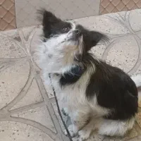 واگذاری بردر کالی